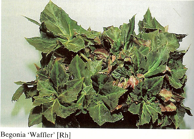 B. ‘Waffler’